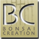 Bonsaï Création